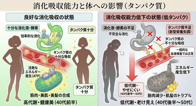 消化吸収能力の低下による「低タンパク」