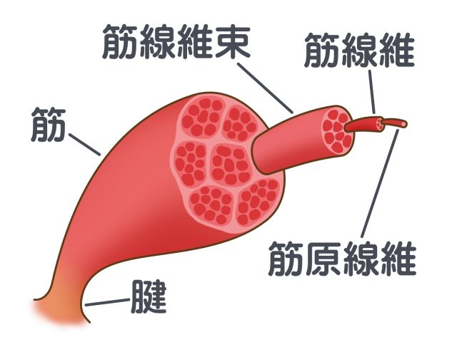 筋肉を細分化したイラスト